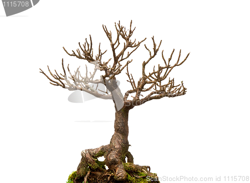 Image of Leafless bonsai plant