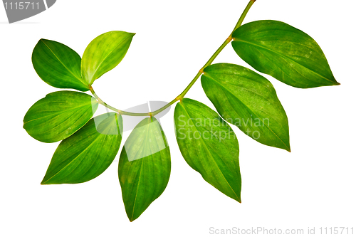 Image of Green leaves