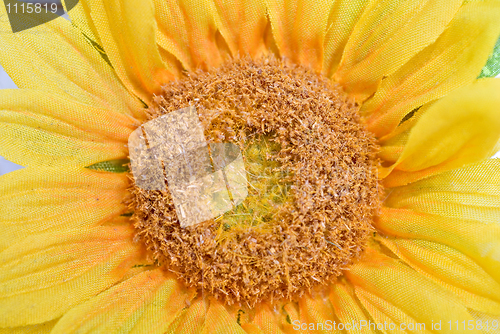 Image of yellow flower