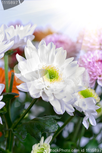 Image of white chrysanthemums