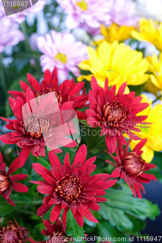 Image of chrysanthemum