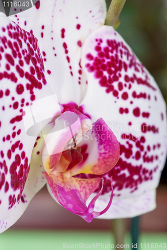 Image of orchid closeup