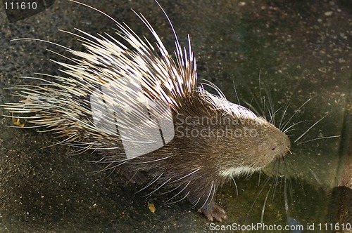 Image of porcupine