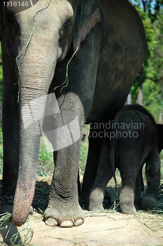 Image of Asian elephant