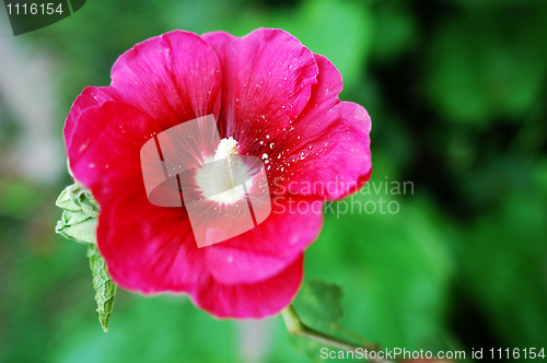 Image of Hibiscus flower