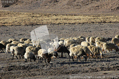 Image of Sheep in Tibet