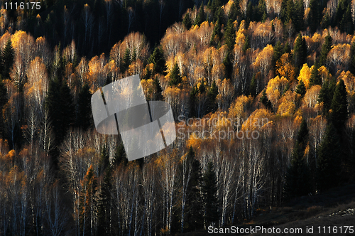 Image of Golden forest in autumn