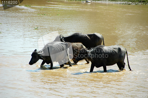 Image of Buffalo 