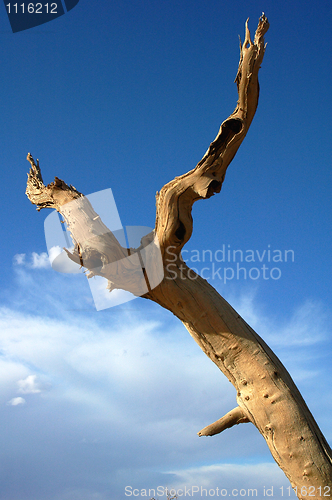 Image of Dead tree in the desert