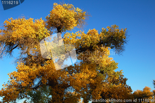 Image of Scenery in autumn