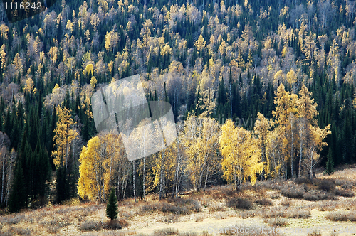Image of Landscape in autumn