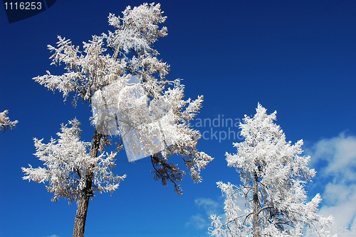 Image of Rime in winter