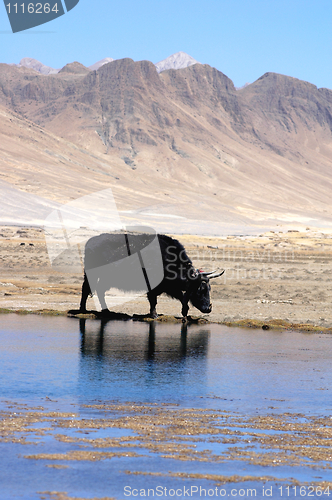 Image of Black yak at lakeside