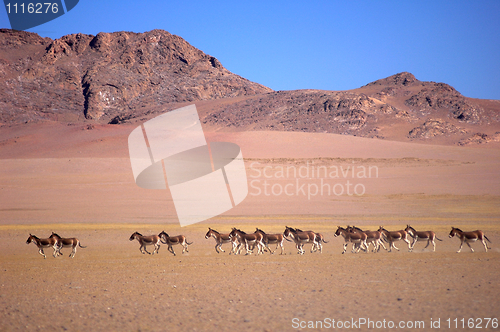 Image of Wild donkeys in Tibet