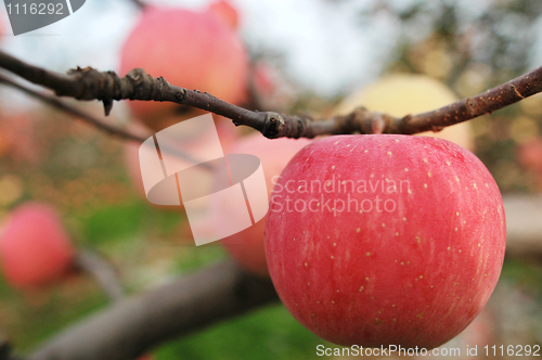 Image of Red apples hanging in the branches  