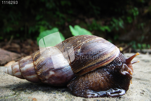 Image of Closeup view of a snail