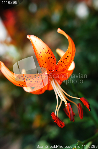 Image of Lily flower