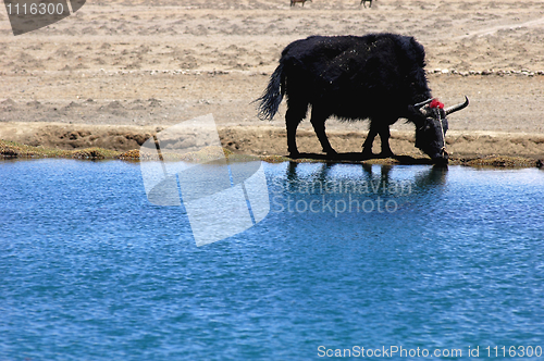 Image of Black yak at lakeside