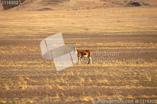 Image of Wild donkey in Tibet