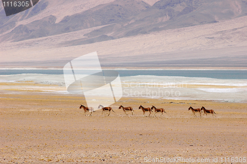 Image of Wild donkeys