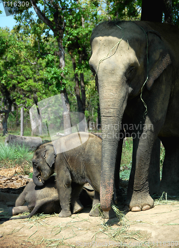 Image of Asian elephant