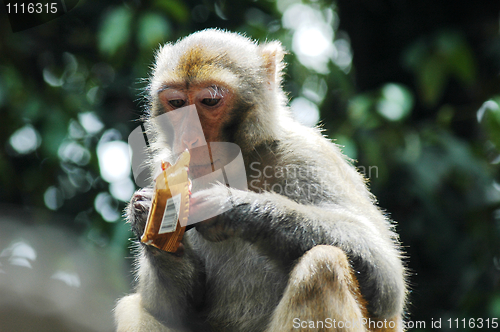 Image of Monkey eating chocolate