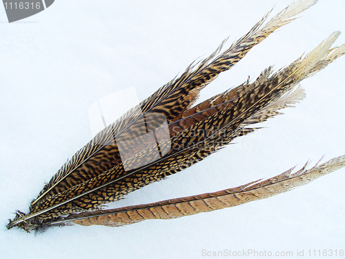 Image of Birds feather