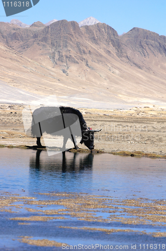 Image of Black yak at lakeside