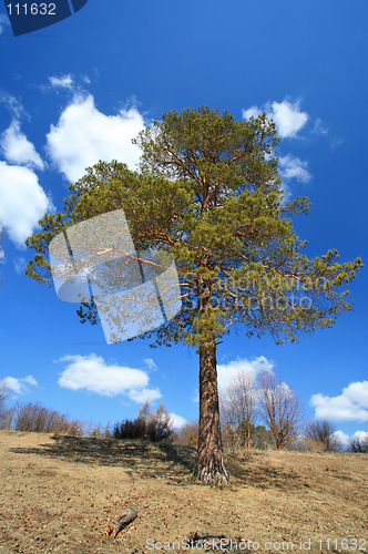 Image of Pinus silvestris