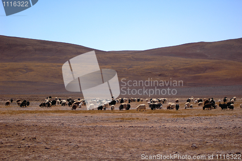 Image of Sheep and yaks 