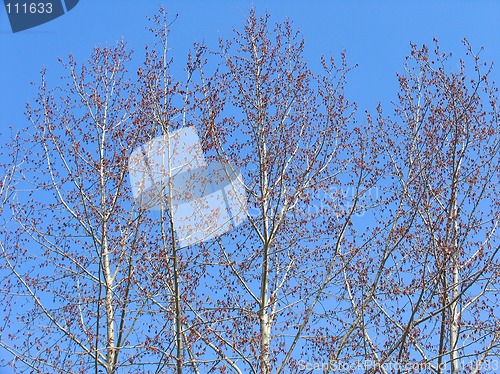 Image of Spring poplar trees
