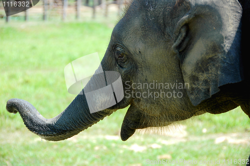 Image of Asian elephant