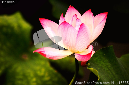 Image of Blooming lotus