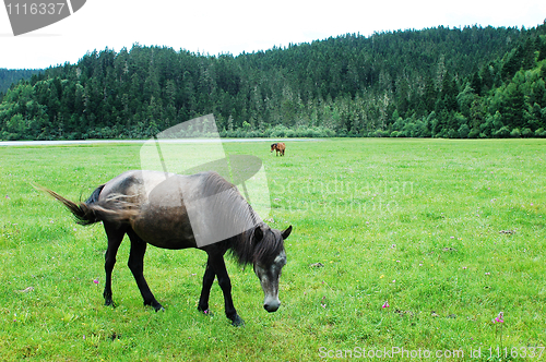 Image of Horse on meadow