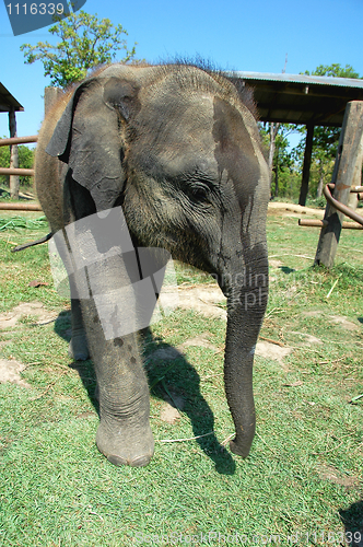 Image of Asian elephant