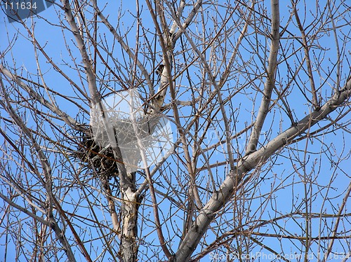 Image of Bird's Nest on the tree