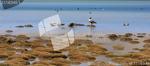 Image of Wild birds at lakeside