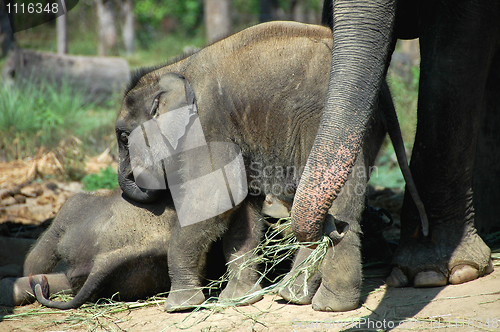 Image of Asian elephant