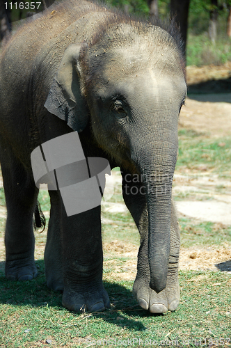 Image of Asian elephant