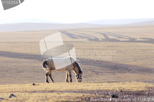 Image of Horse on meadow