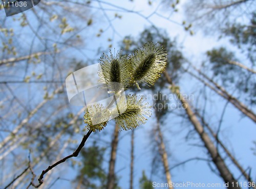 Image of Catkins of pussy-willow