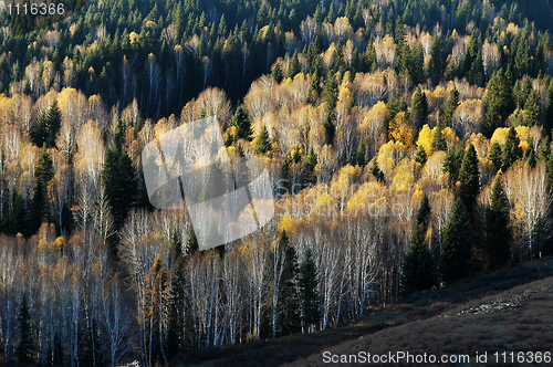 Image of Golden forest in autumn