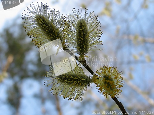 Image of Catkins of pussy-willow