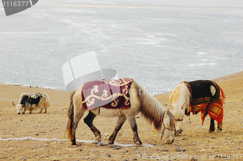 Image of Horses and yak on meadow