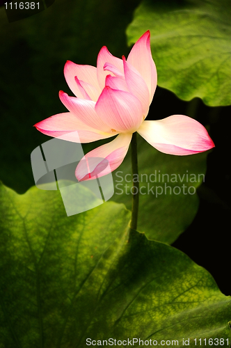 Image of Blooming lotus