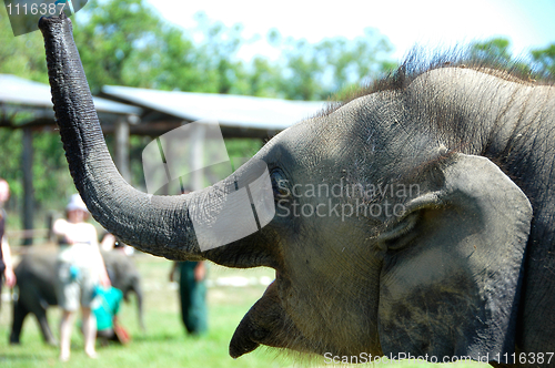 Image of Asian elephant