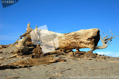 Image of Dead tree in the desert