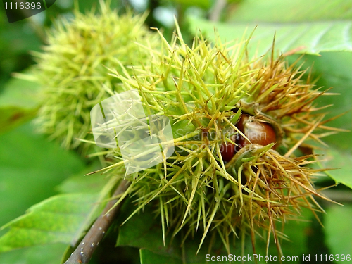 Image of Chestnuts