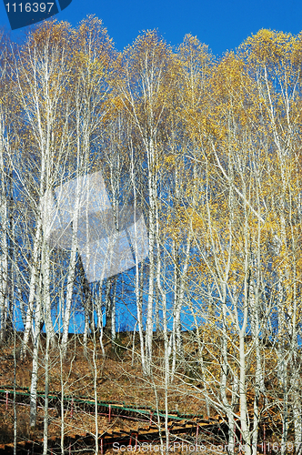 Image of Golden forest in autumn