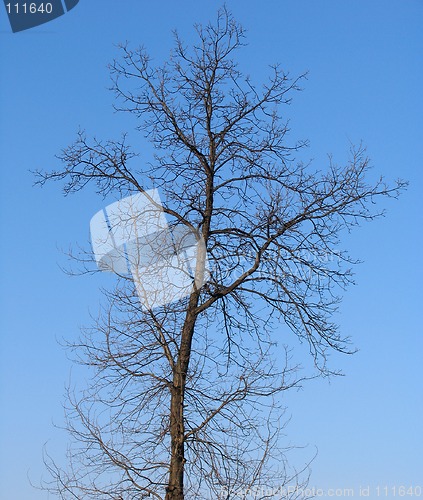 Image of Leafless tree